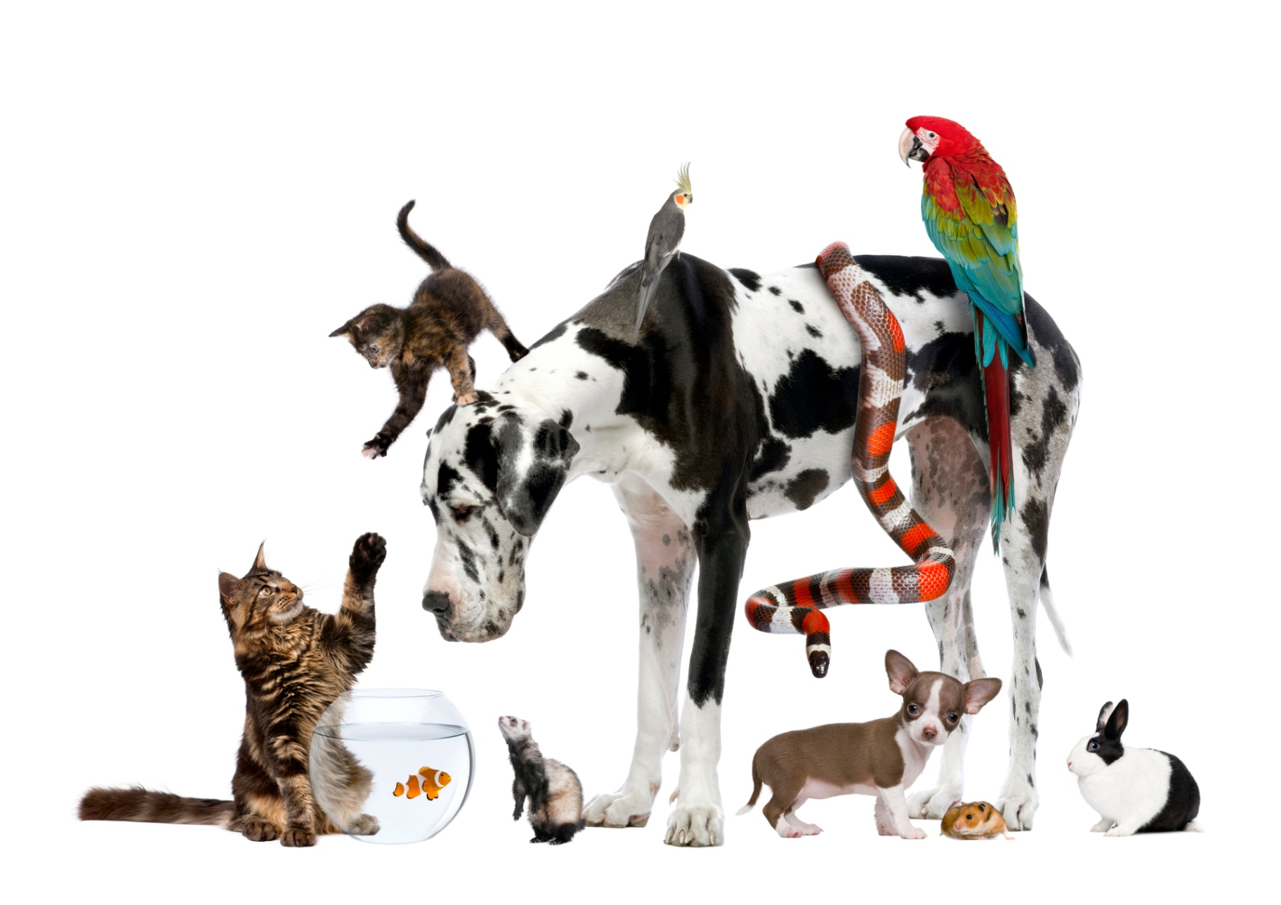 Pets in Quebec Apartments: Laws, Landlord Rules
