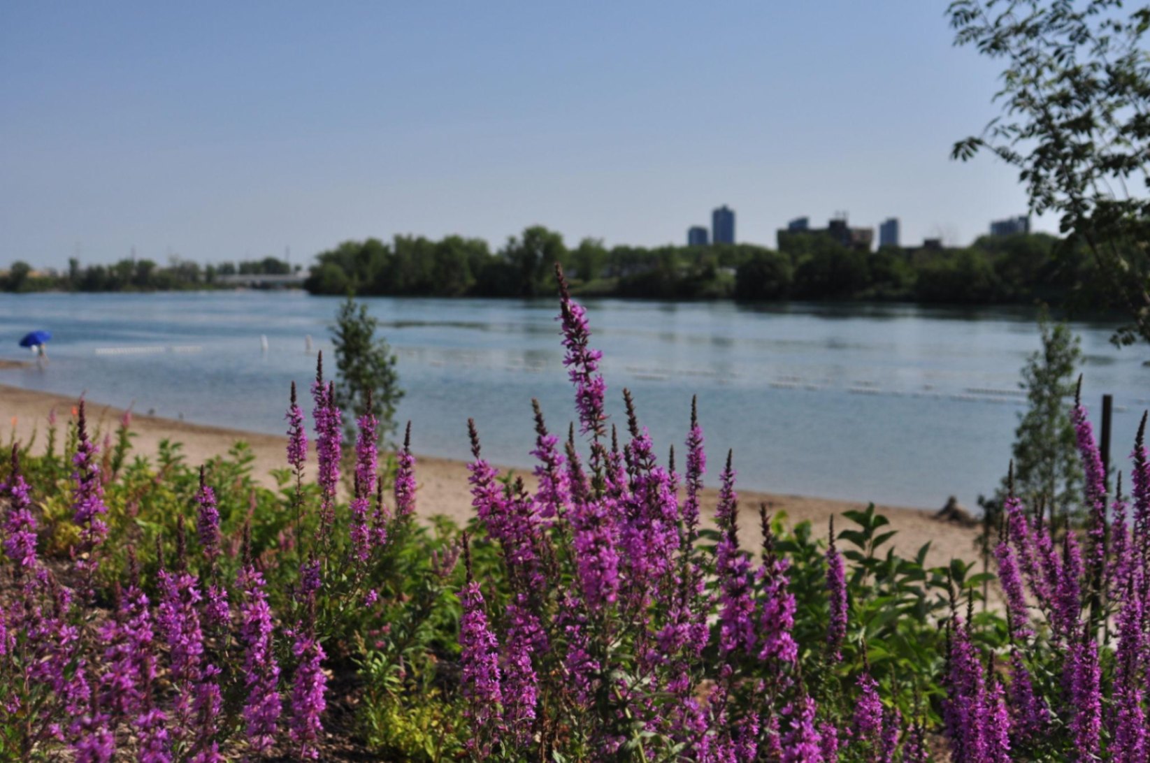 Meilleurs quartiers près de la nature à Montréal (Guide 2026)